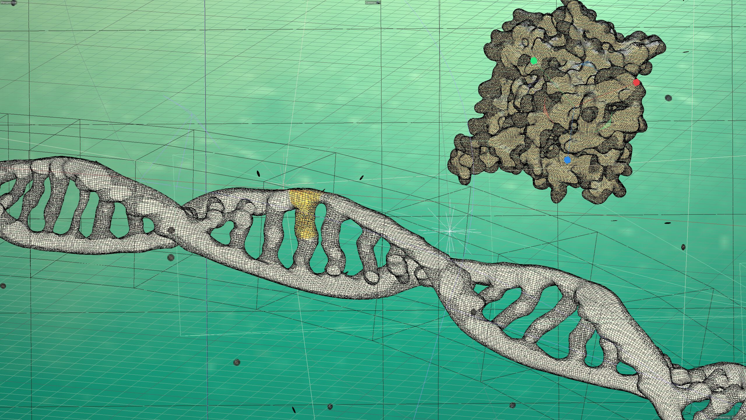 creation process dna