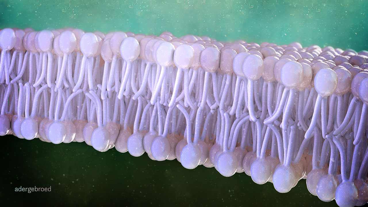 cell membrane packed with phospholipids